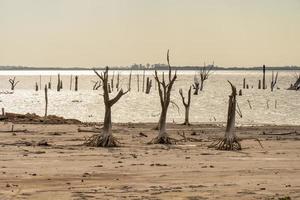 Skeletal dead trees. Landscape with warm tones. photo