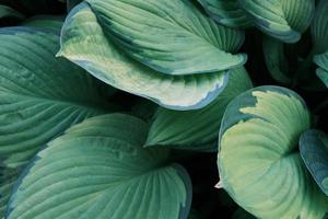 primer plano de grandes hojas verdes de la planta hosta, patrón de vegetación, jardín botánico al aire libre foto