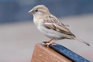 closeup of a cute common sparrow sitting on the bench in the park photo