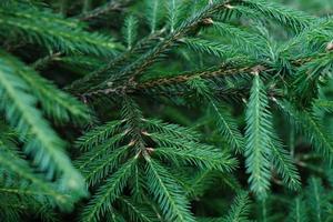 closeup pattern of needles on the pine tree branches in the summer forest outdoors photo