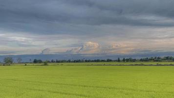 Blue sky on a green rice field atmosphere photo
