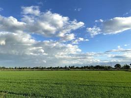 Blue sky on a green rice field atmosphere photo