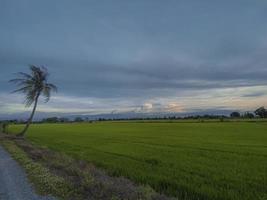Blue sky on a green rice field atmosphere photo