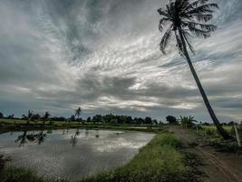 Coconut trees silhouetted on field in vintage tones photo