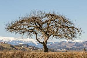 A lonely tree without leaves on a green hill, with snow-capped mountains and a blue sky in the background. photo