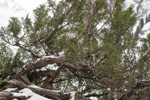 rama de árbol seca con hojas en las montañas nevadas foto