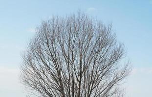 leafless crown of the tree against the blue sky, winter photo