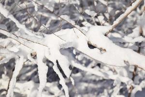 white cold snow is lying on a branch photo