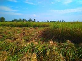 Beautiful view of rice fields during harvest season on a sunny day in a village. photo