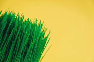 Fresh green grass on a yellow background. Copy, empty space for text photo