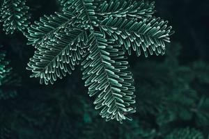 Frozen Christmas trees. Green pine branches are covered with hoarfrost. Winter and Christmas background photo