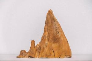 Mammoth petrified tooth on a white background. Copy, empty space for text photo