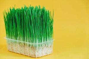 Sprouted green grass in a transparent plastic container on a yellow background. Copy, empty space for text photo