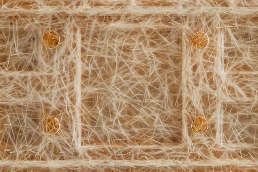 Roots of germinated grass in a transparent plastic container as a background texture. Copy, empty space for text photo