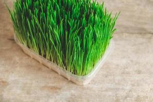 Fresh green grass in a transparent plastic container on a rustic wooden background. Top view. Copy, empty space for text photo