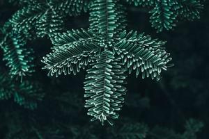 Frozen Christmas trees. Green pine branches are covered with hoarfrost. Winter and Christmas background photo