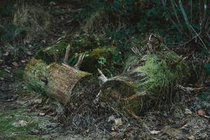 Old rotten logs covered with moss lie on the ground in the wild forest among the trees photo