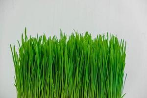 Fresh green grass on a white background. Copy, empty space for text photo