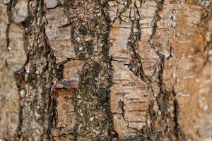 Tree bark as a background texture photo