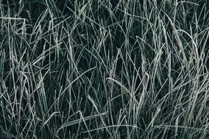 Frozen green grass as a background texture image. The grass is covered with hoarfrost photo