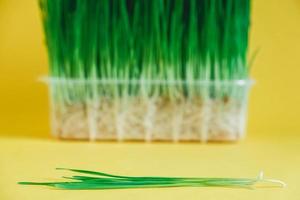 Sprouted green grass in a transparent plastic container on a yellow background. Copy, empty space for text photo