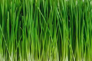 Fresh green grass as background texture. Copy, empty space for text photo