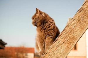 Gray cat sitting on a wooden ladder at sunset photo