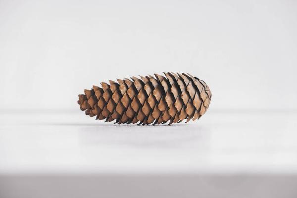 A collection of small pine cones for Christmas tree decoration