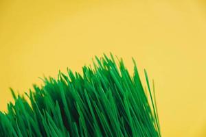 Fresh green grass on a yellow background. Copy, empty space for text photo