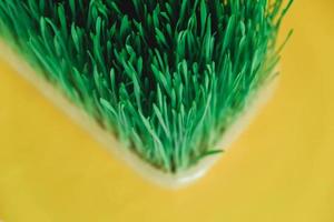 Sprouted green grass in a transparent plastic container on a yellow background. Top view. Copy, empty space for text photo