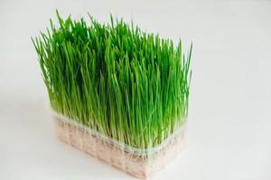 Grass sprouts in a transparent plastic container on a white background. Copy, empty space for text photo