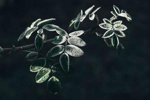 Green frozen leaves on a branch. The leaves are covered with hoarfrost. Copy, empty space for text photo