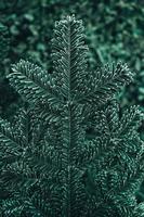 Frozen Christmas trees. Green pine branches are covered with hoarfrost. Winter and Christmas background. Top view. Copy, empty space for text photo