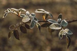 Green frozen leaves on a branch. The leaves are covered with hoarfrost. Copy, empty space for text photo