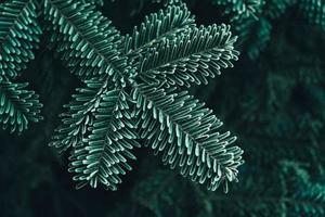 Frozen Christmas trees. Green pine branches are covered with hoarfrost. Winter and Christmas background photo