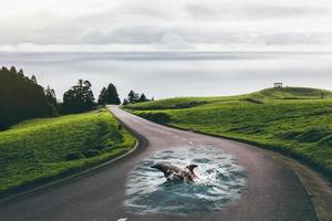 manipulación de delfines en la carretera foto