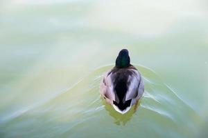 Close up of a duck swimming in a pond seen from its back. Retiro park, Madrid, Spain photo