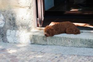 Tired brown poodle dog resting on the floor, in front of a house. Cute animal with curly hair. Spain photo