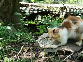 cute calico cat in the yard. black orange cat in nature photo