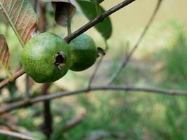 psidium guajava o guayaba común colgando del árbol foto