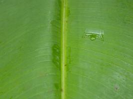 banana leaf texture, green nature background for wallpaper photo
