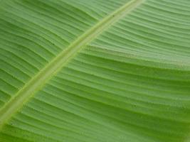 banana leaf texture, green nature background for wallpaper photo