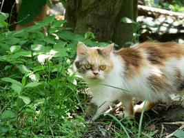 lindo gato calico en el patio. gato naranja negro en la naturaleza foto