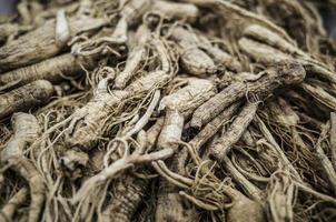 korean wild ginseng photo