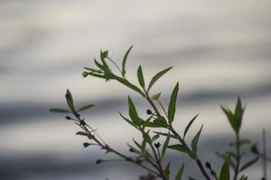Wild bushes and plants that grow around the mangrove forest photo