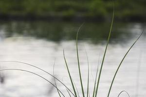 Wild bushes and plants that grow around the mangrove forest photo