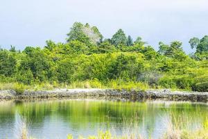 un estanque en el bosque de manglares foto