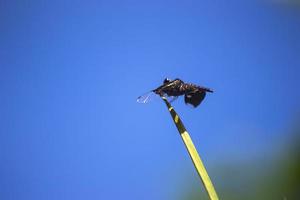 A beetle perched on a branch photo