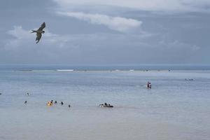 A Seagull flying over the coastline photo