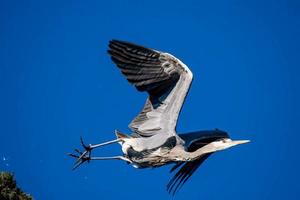 gray heron in flight with clear skies photo